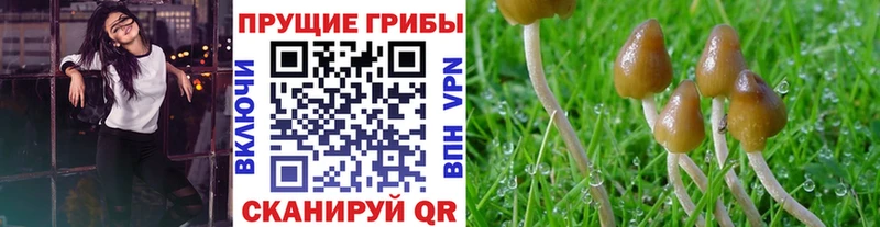 Галлюциногенные грибы прущие грибы  Талица 